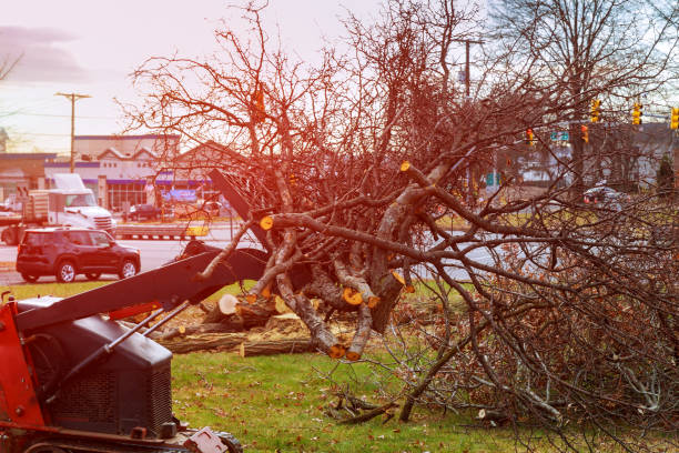 Best Fruit Tree Pruning  in Cricket, NC