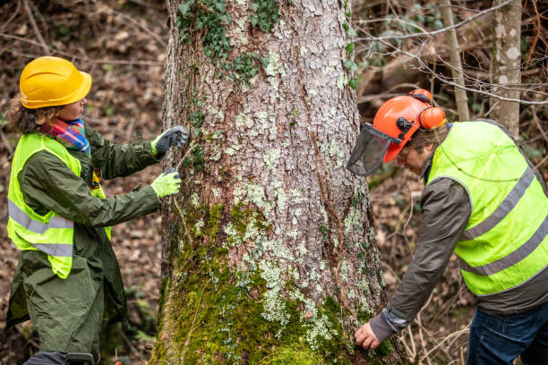 Professional Tree Care in Cricket, NC