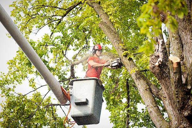 Best Seasonal Cleanup (Spring/Fall)  in Cricket, NC