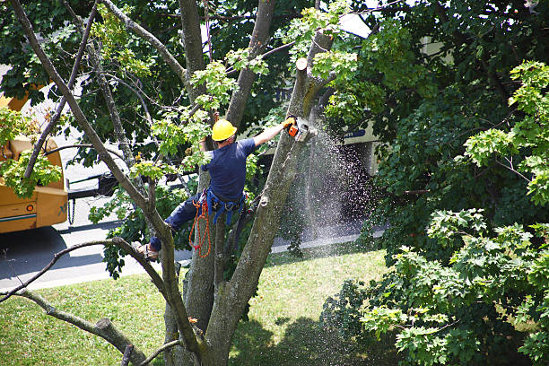 Best Tree Cabling and Bracing  in Cricket, NC